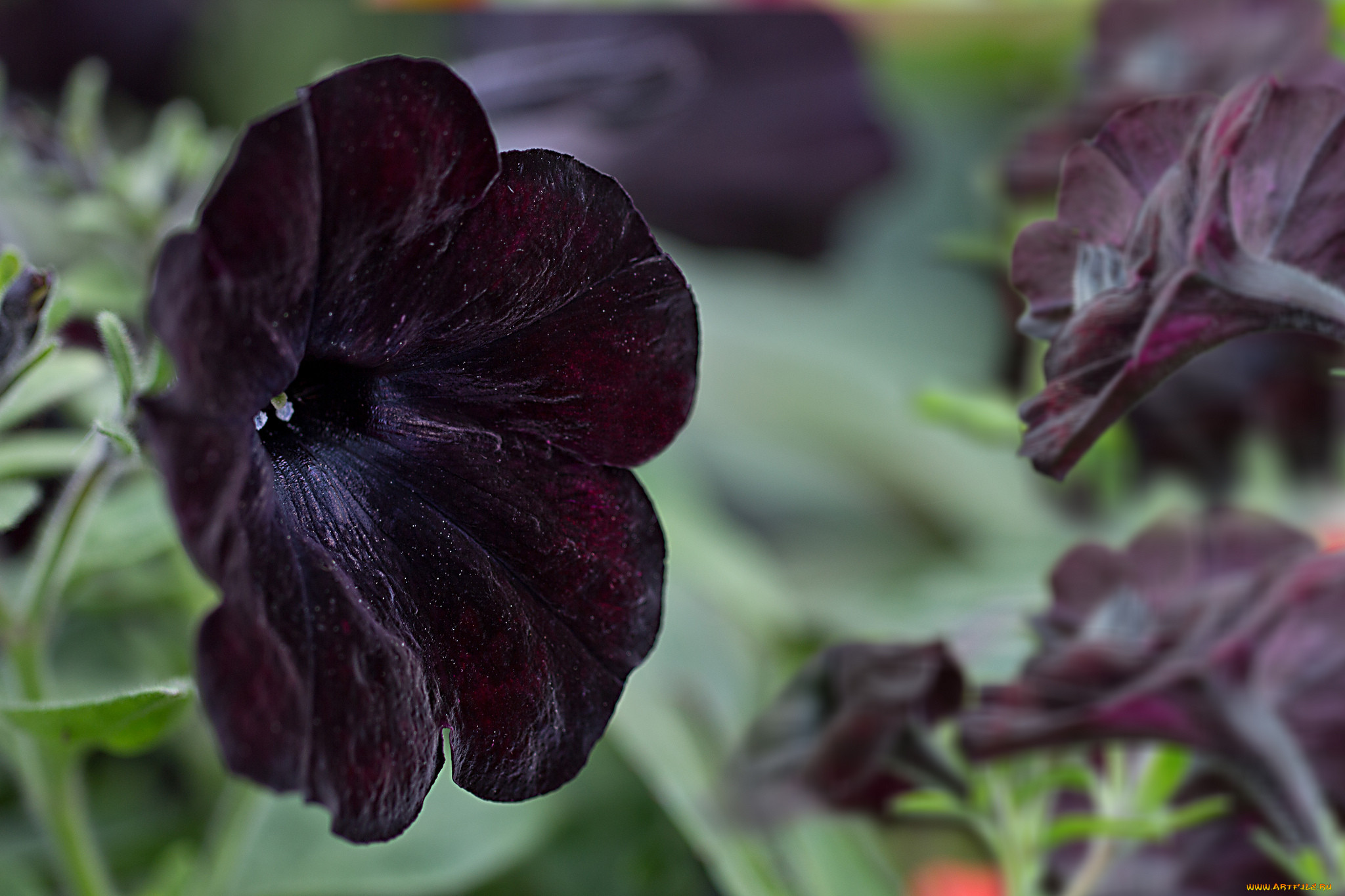 , ,  , , , petunia, flowers, color, , brightness